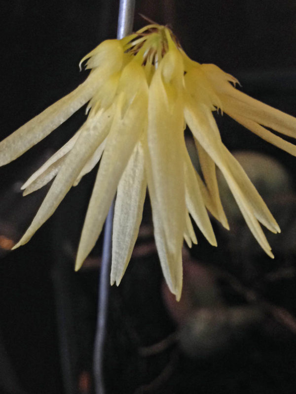 Bulbophyllum othonis