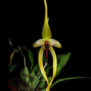 Bulbophyllum Wilburg Chang