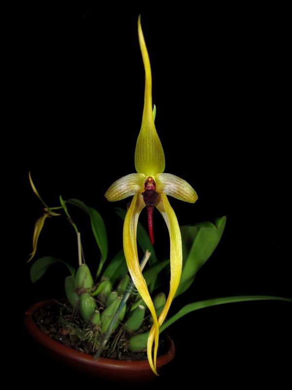 Bulbophyllum Wilburg Chang