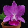 Cattleya Aloha Case dark purple form (C.Mini Purple x C.walkeriana)