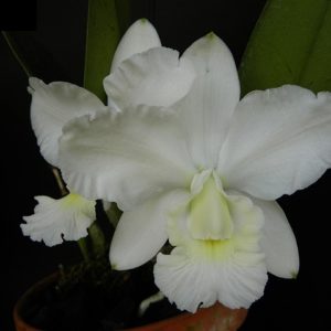 Cattleya Aloha Case f. alba (C. Mini Purple x Cattleya walkeriana)