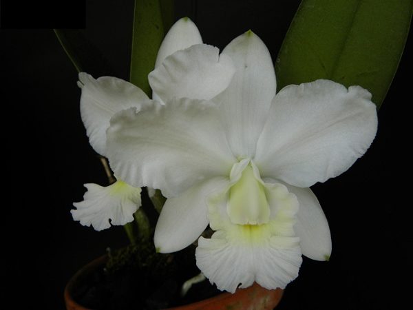 Cattleya Aloha Case f. alba (C. Mini Purple x Cattleya walkeriana)