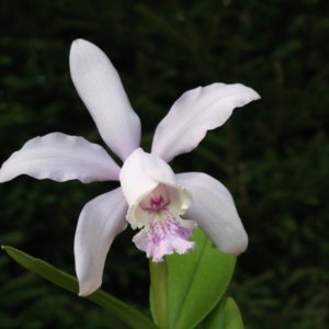 Cattleya dolosa x intermedia