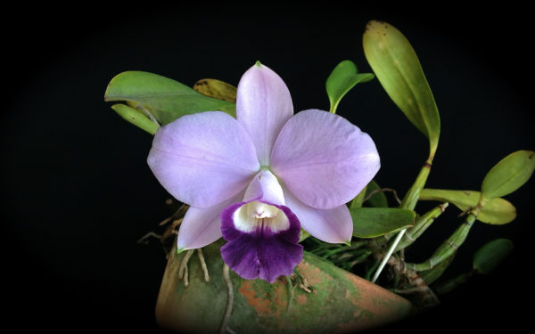 Cattleya Mini Purple var. coerulea (C. pumila x C. walkeriana)