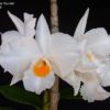 Dendrobium Formidable 'Ryu Ma' (Den. formosum x Den. infundibulum)