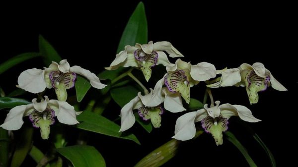 Dendrobium Nora Tokunaga (rhodostictum x atroviolaceum)