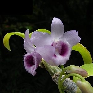 Dendrobium parishii f. coerulea