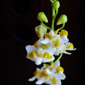 Phalaenopsis pulcherrima 'yellow lip'
