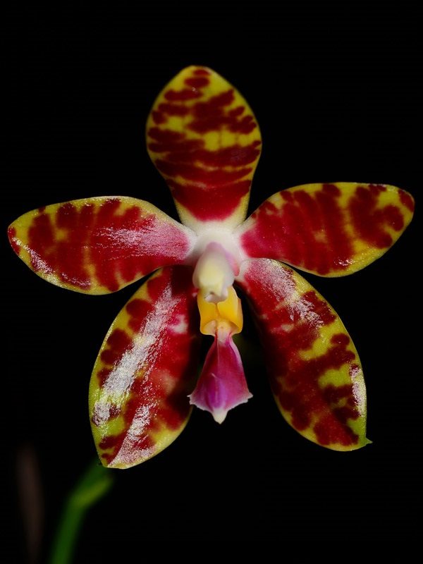 Phalaenopsis Alambra (amboionensis x pulchra)