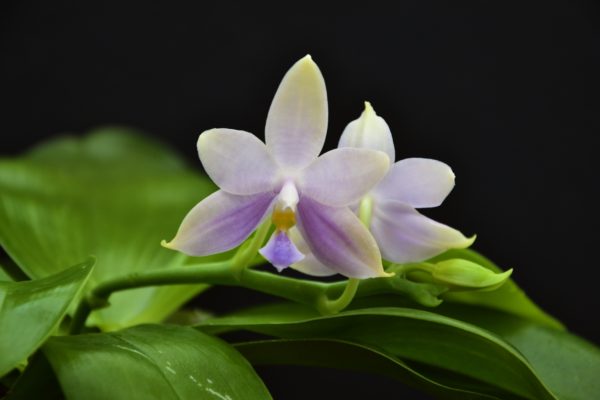 Phalaenopsis Amel Tobia (violacea indigo x pallens alba)