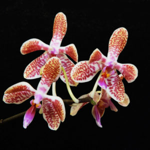 Phalaenopsis celebensis x mariae