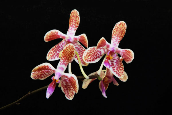 Phalaenopsis celebensis x mariae