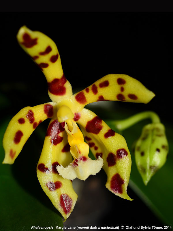Phalaenopsis Margie Lane (mannii x micholitzii)