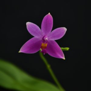 Phalaenopsis mentawaiensis
