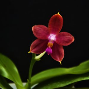 Phalaenopsis Princess Kaiulani