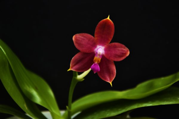 Phalaenopsis Princess Kaiulani