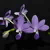 Phalaenopsis Purple Martin v.blue