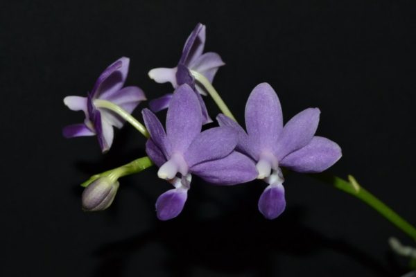 Phalaenopsis Purple Martin v.blue