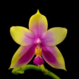 Phalaenopsis Samera (bellina x violacea)
