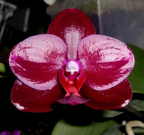 Phalaenopsis Sogo Relex