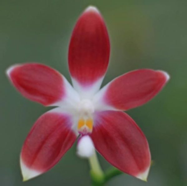 Phalaenopsis speciosa var red x sib