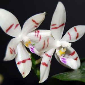 Phalaenopsis tetraspis select