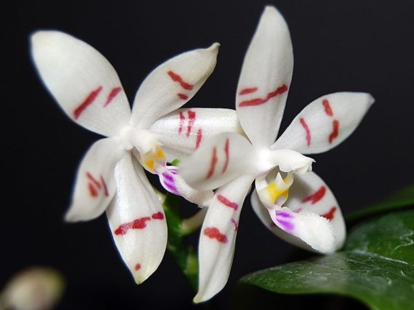 Phalaenopsis tetraspis select