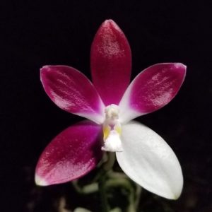Phalaenopsis tetraspis f. imperatrix purple