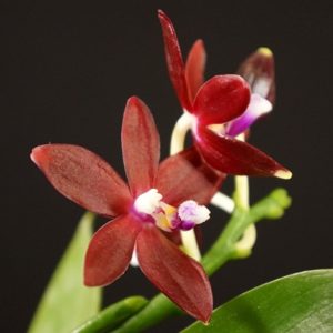 Phalaenopsis tetraspis f. imperatrix red