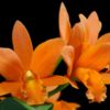 Potinara Young Ming Orange Golden Satisfaction