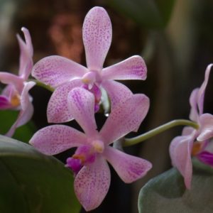 Phalaenopsis wilsonii x Phal. doweryensis