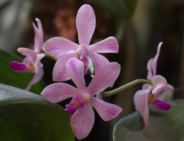 Phalaenopsis wilsonii x Phal. doweryensis