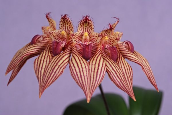 Bulbophyllum A-doribil Candy (B. Elizabeth Ann x B. bicolor)