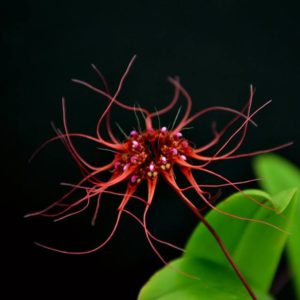 Bulbophyllum gracillinum