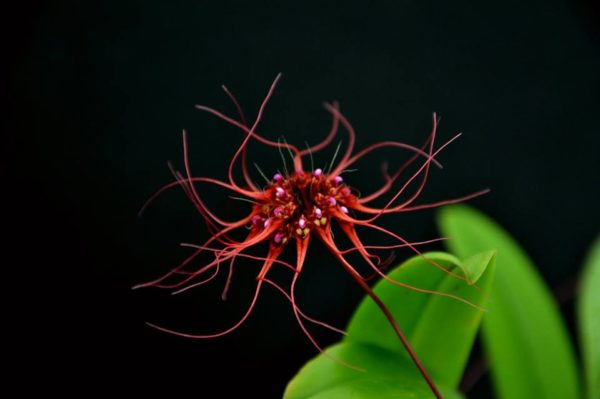 Bulbophyllum gracillinum