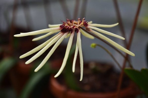 Bulbophyllum makoyanum