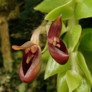 Bulbophyllum membranaceum