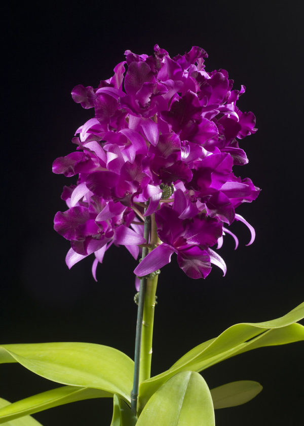Cattlianthe Tristar Bouquet 'Purple'