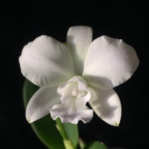 Cattlianthe White Bridal
