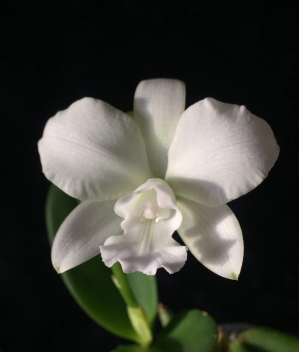 Cattlianthe White Bridal