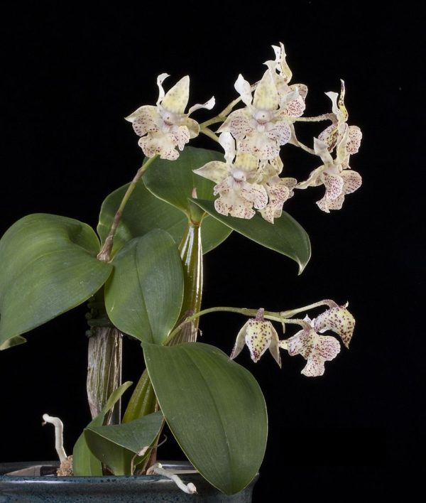 Dendrobium aberrans x polysema