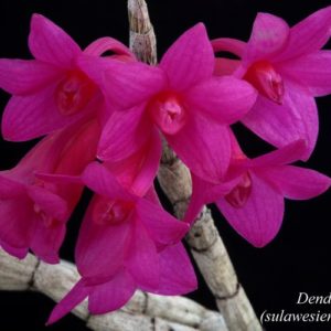 Dendrobium sulawesiense x lawesii