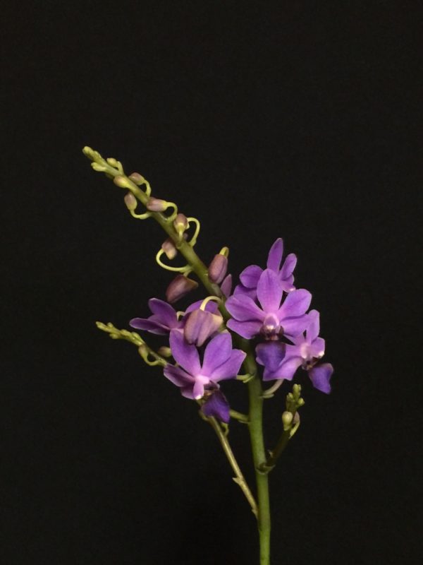 Doritaenopsis Purple Gem 'Aida'
