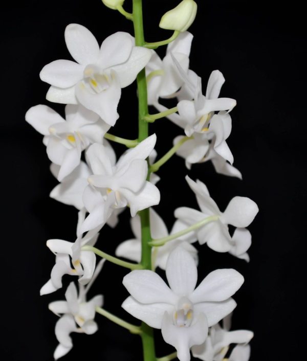 Phalaenopsis pulcherrima var. alba