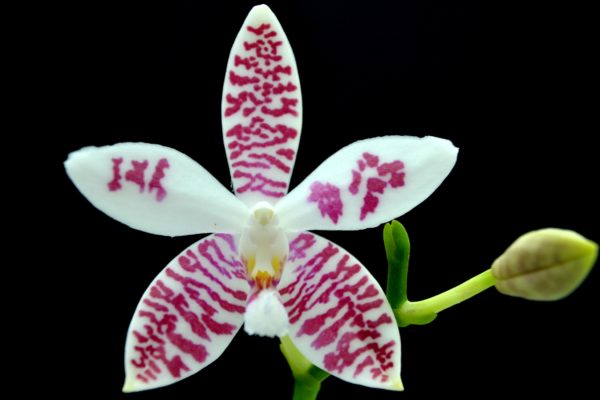 Phalaenopsis (amabilis x tetraspis #C1) x tetraspis #C1