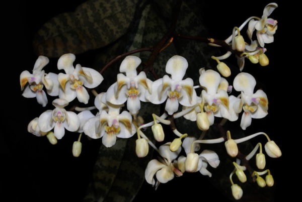 Phalaenopsis celebensis