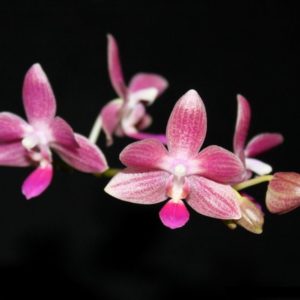 Phalaenopsis Christine Magro 'Sugar Plum' (MC) (Phal. javanica x Phal. equestris)