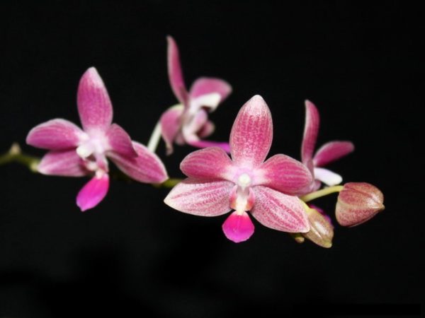 Phalaenopsis Christine Magro 'Sugar Plum' (MC) (Phal. javanica x Phal. equestris)