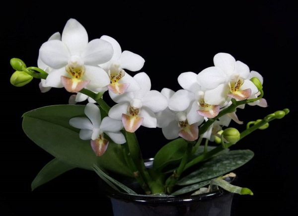 Phalaenopsis Formosa Dream (Phalaenopsis amabilis x Phalaenopsis lobbii)