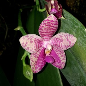 Phalaenopsis Gigabell (gigantea x bellina)